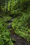  Estonian rainforest (series) 